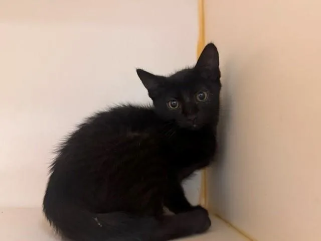 A baby small-sized female Domestic Short Hair cat named Luna for adoption in Fairfield, CA