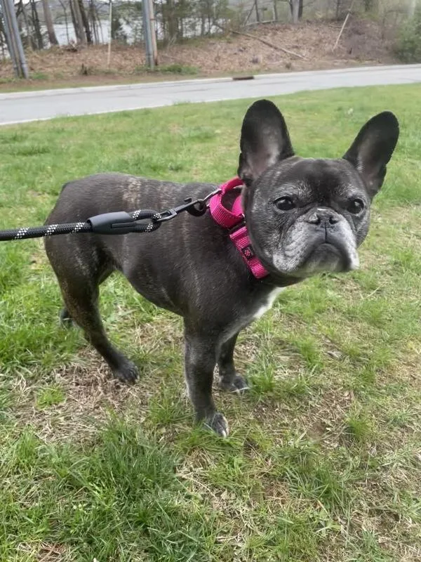 A senior small-sized female French Bulldog dog named Valentina for adoption in Oakland, NJ