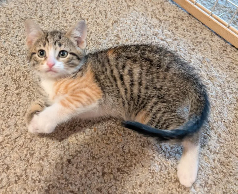A baby medium-sized female Domestic Short Hair cat named Magnolia for adoption in Wadsworth, OH