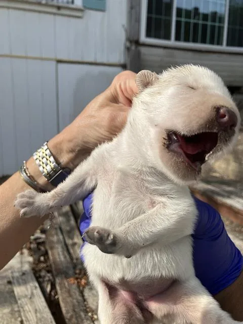 A baby large-sized female Mixed Breed dog named Sandy for adoption in Dallas, TX