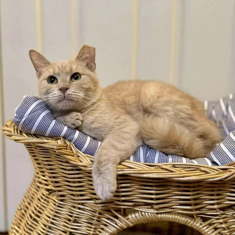 An adult medium-sized female Tabby (Orange / Red) Domestic Short Hair cat named Ava for adoption in Raleigh, NC
