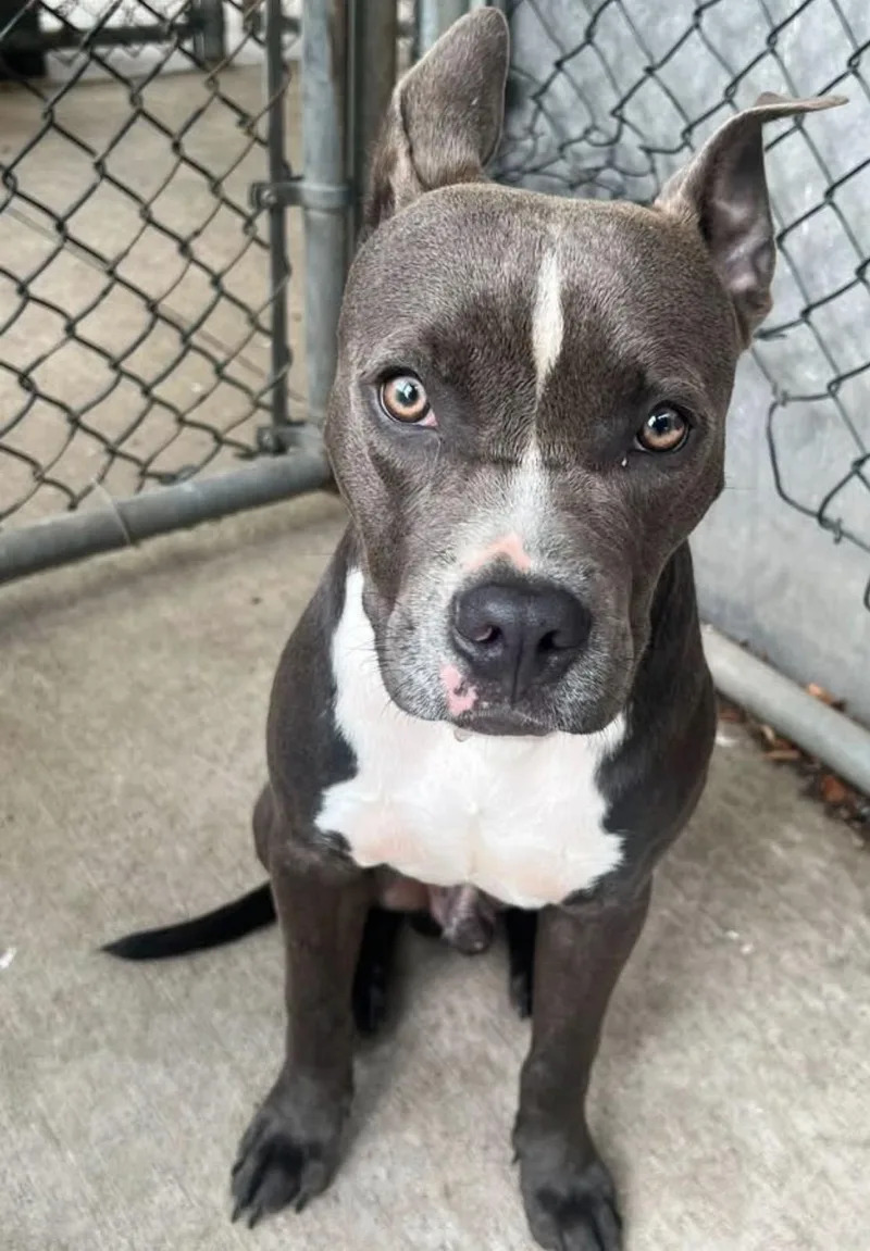 An adult medium-sized male Gray / Blue / Silver Pit Bull Terrier dog named Slate for adoption in Chicago, IL