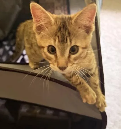 A baby small-sized female Domestic Short Hair cat named Krissy for adoption in Chamblee, GA