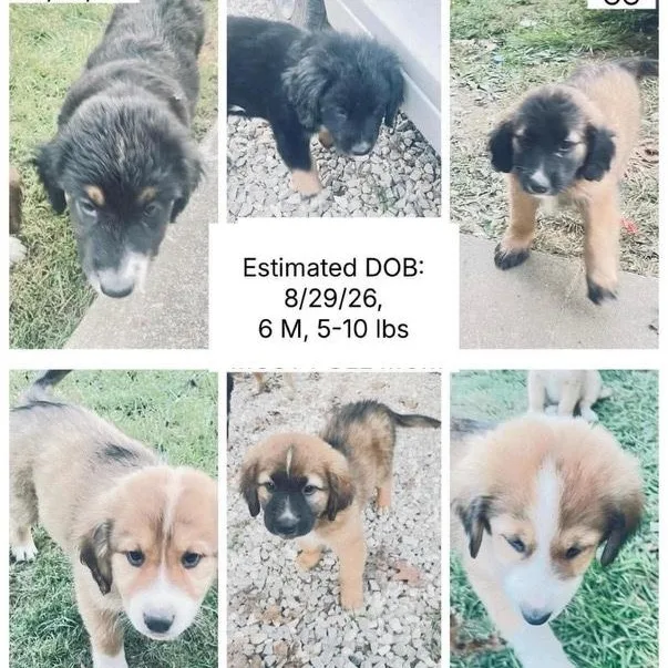 A baby large-sized male Bicolor Great Pyrenees dog named German ShepherdPyrennees Pups for adoption in Lemont, IL