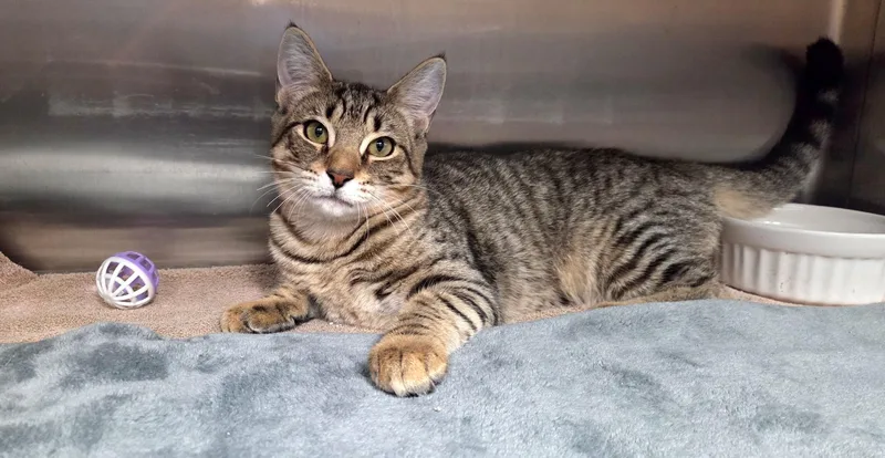 A baby medium-sized male Tabby (Brown / Chocolate) Domestic Short Hair cat named Chopper for adoption in Jacksonville, FL
