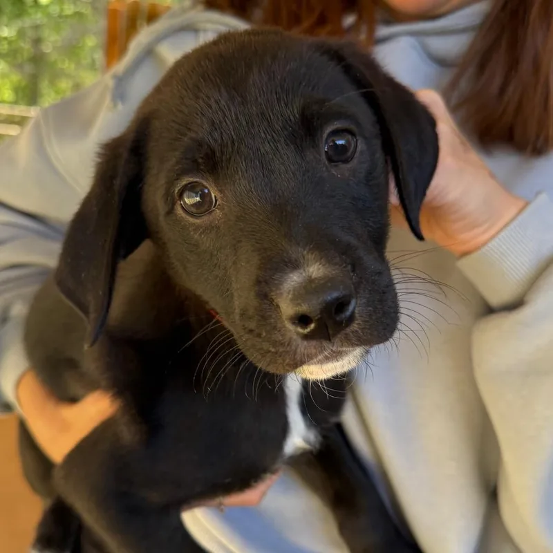 A baby small-sized female Black Mixed Breed dog named Lavender for adoption in Hamilton, GA