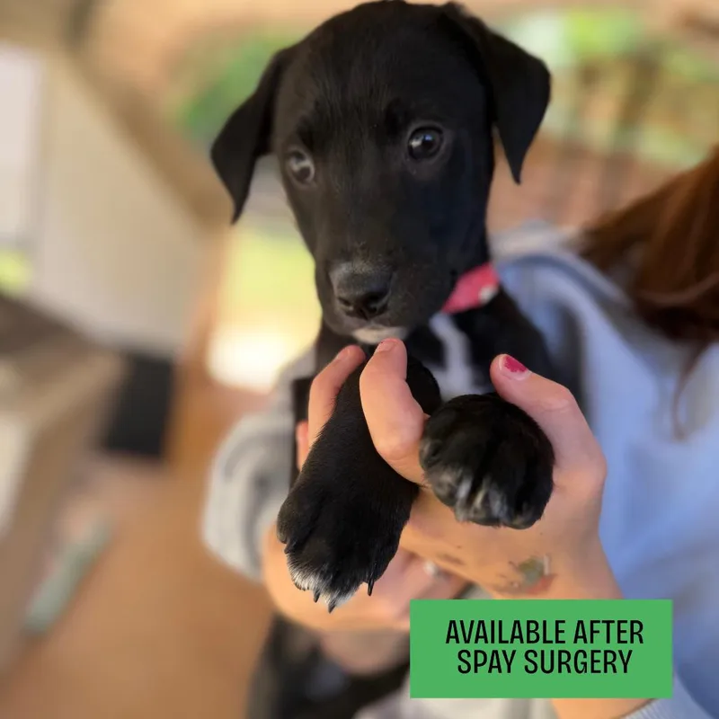 Lavender thumbnail 2