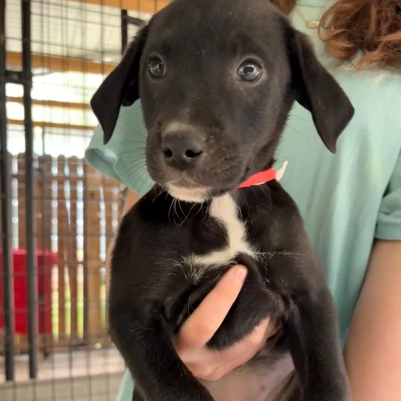 Lavender thumbnail 3