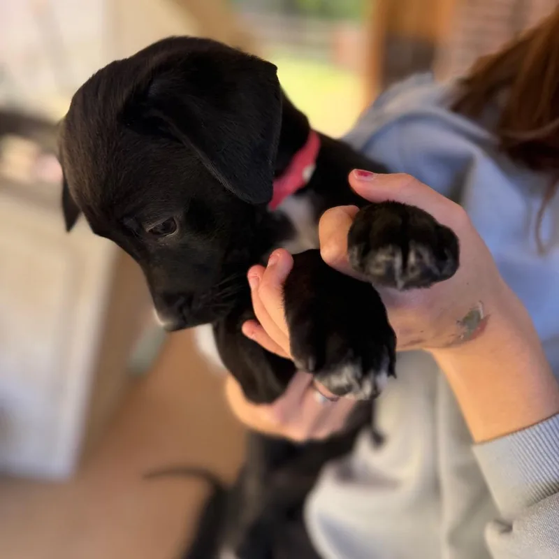 Lavender thumbnail 4