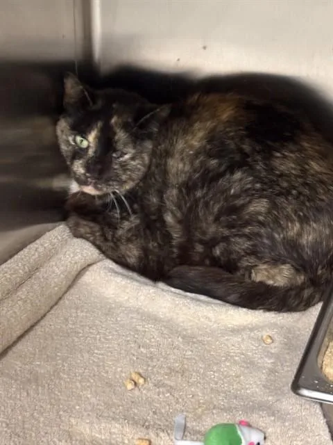 A young medium-sized female Domestic Short Hair cat named Bonnie for adoption in Upper Marlboro, MD