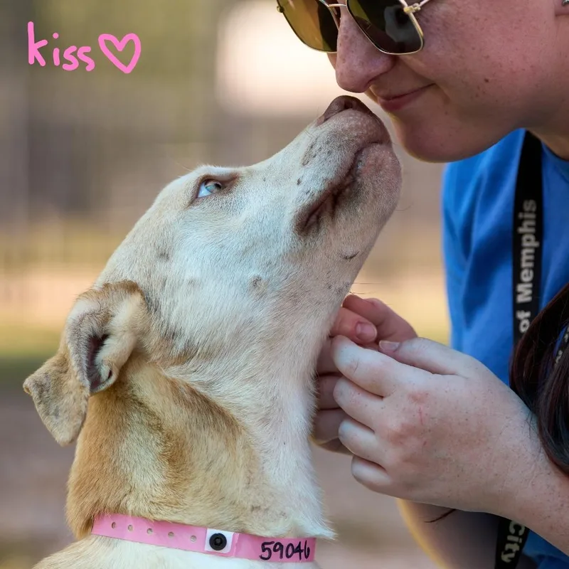 A young medium-sized female Yellow / Tan / Blond / Fawn Mixed Breed dog named Marry for adoption in Memphis, TN