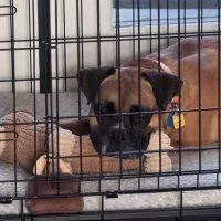 An adult medium-sized male Boxer dog named Louie for adoption in Davis, CA