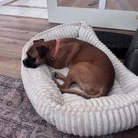 Louie thumbnail 2