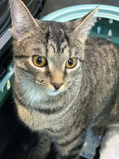 A young medium-sized female Domestic Short Hair cat named LilyCat for adoption in Memphis, TN