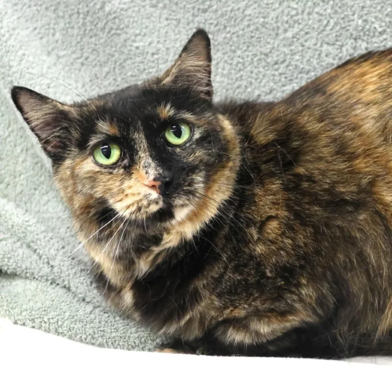 An adult small-sized female Tortoiseshell Domestic Short Hair cat named Rose Anne C for adoption in Princeton, MN