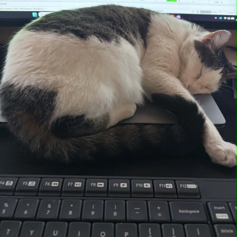 An adult large-sized female Tabby (Gray / Blue / Silver) Domestic Short Hair cat named Olive for adoption in Memphis, TN