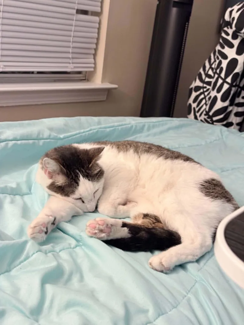 Olive thumbnail 2
