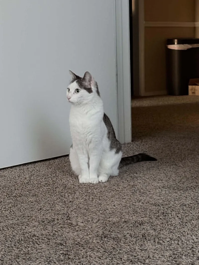 Olive thumbnail 4