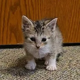 A baby medium-sized female Calico cat named Bonnie for adoption in Hopkinsville, KY