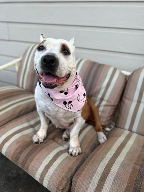 An adult large-sized female Mixed Breed dog named Jazz for adoption in Dallas, TX