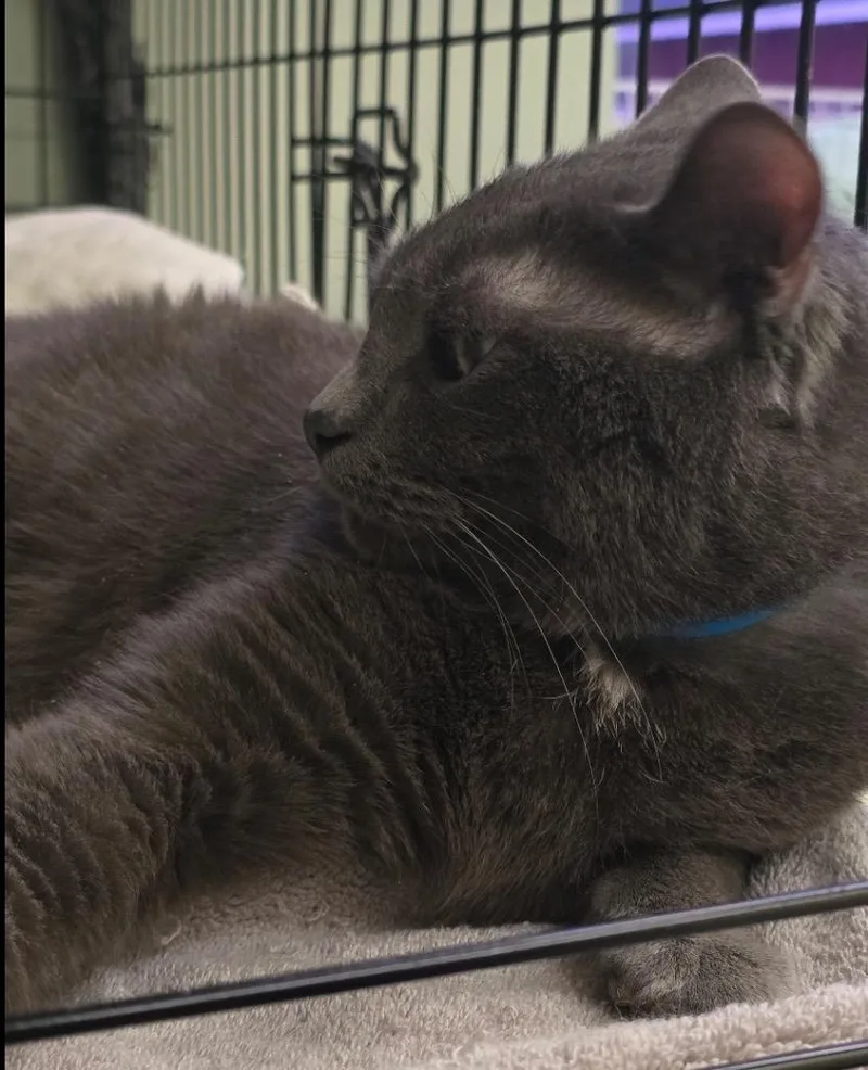 Einstein thumbnail 2