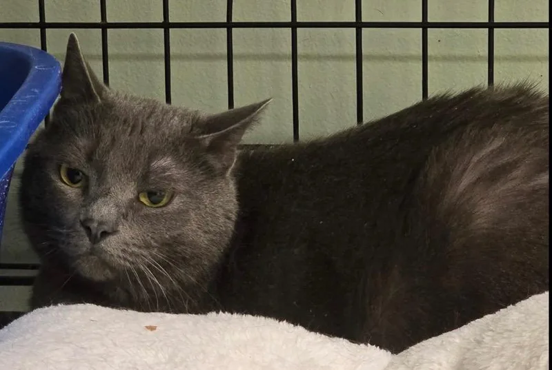 Einstein thumbnail 3