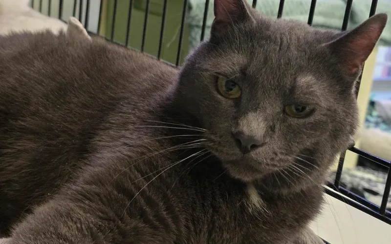 Einstein thumbnail 4