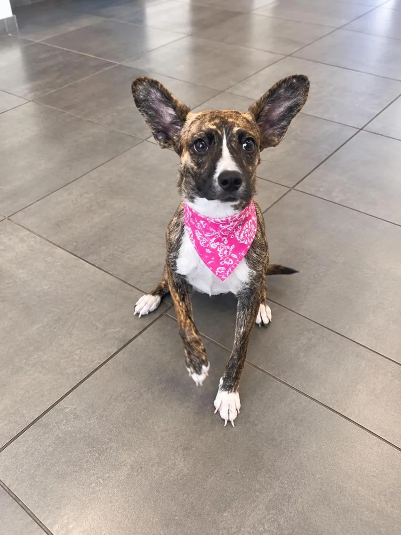A young medium-sized female Corgi dog named Pandora for adoption in Euless, TX