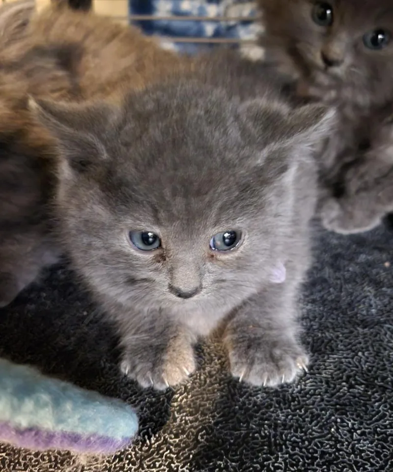 A baby medium-sized male Domestic Long Hair cat named Rocky Road for adoption in Palmer, AK