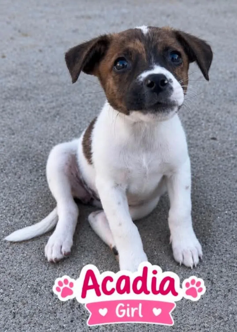 A baby small-sized female Australian Cattle Dog / Blue Heeler dog named Acadia for adoption in merrillville, IN