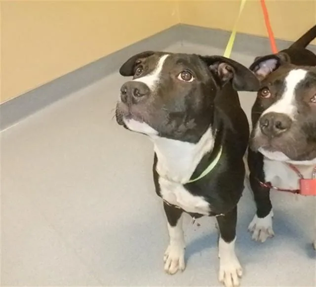 A young medium-sized female Pit Bull Terrier dog named Kitana for adoption in San Jose, CA