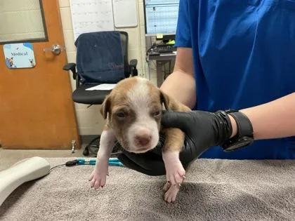 A baby small-sized male Terrier dog named Blue for adoption in Gainesville, FL