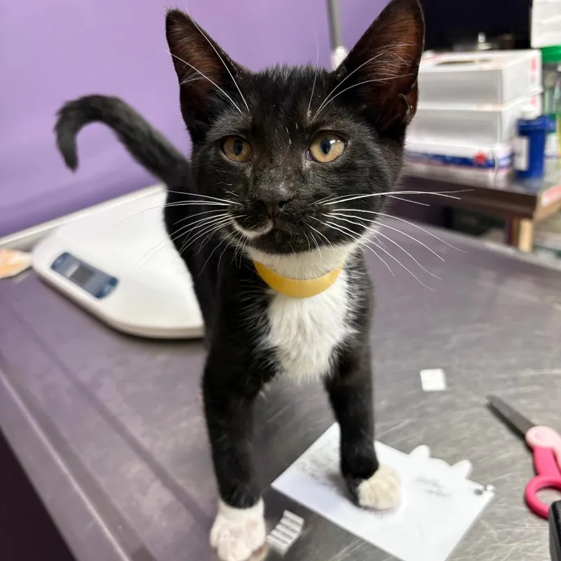 A baby small-sized male Domestic Short Hair cat named Biggie for adoption in Newark, NJ