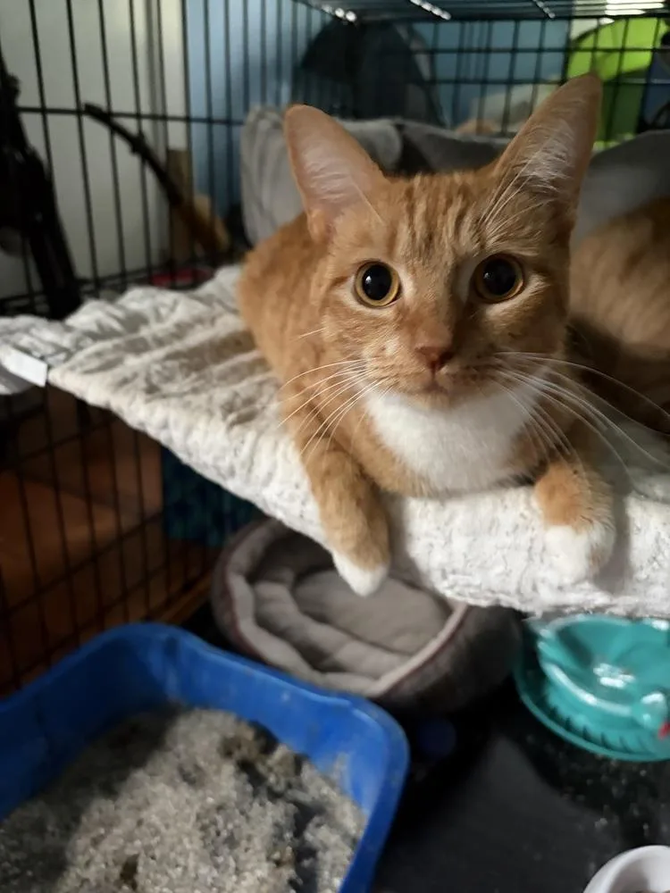 An adult large-sized female Domestic Short Hair cat named Kami JN for adoption in Greenville, SC