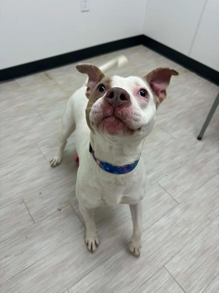 An adult medium-sized female Pit Bull Terrier dog named Luna May for adoption in Marion, OH