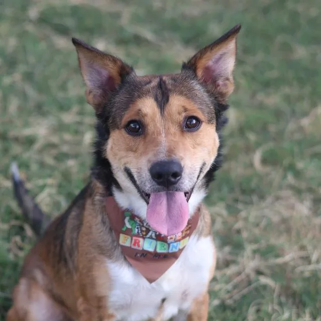 An adult medium-sized male American Staffordshire Terrier dog named Rawket for adoption in San Antonio, TX