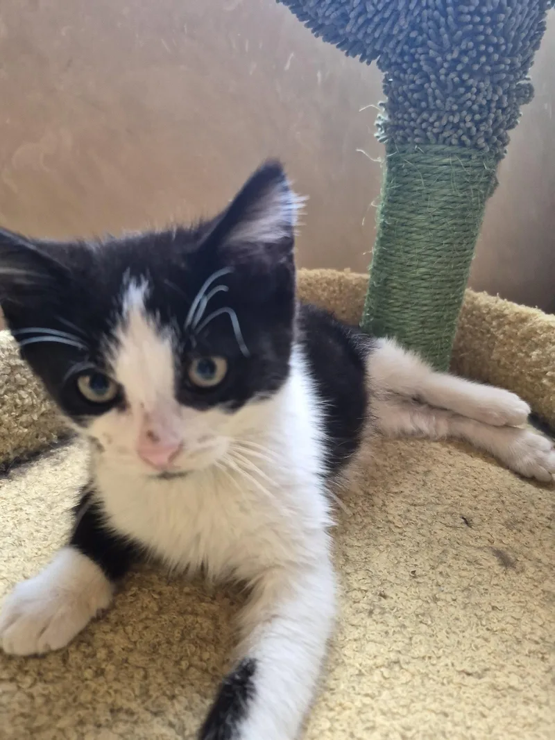 A baby small-sized female Black & White / Tuxedo Domestic Medium Hair cat named Mercy for adoption in Livonia, MI