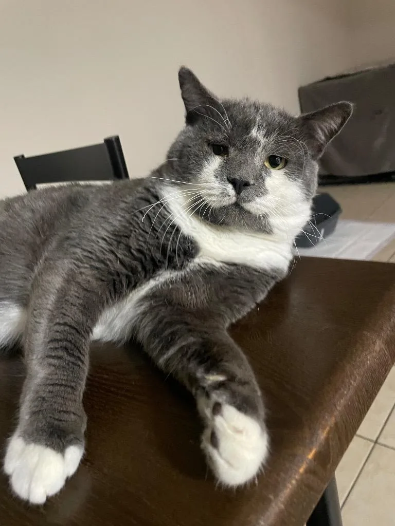 A young medium-sized male Domestic Short Hair cat named Mr Grey for adoption in Spring, TX