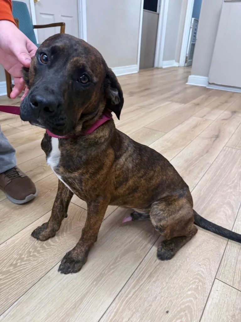 A baby medium-sized male Labrador Retriever dog named Piglet for adoption in Fayetteville, TN