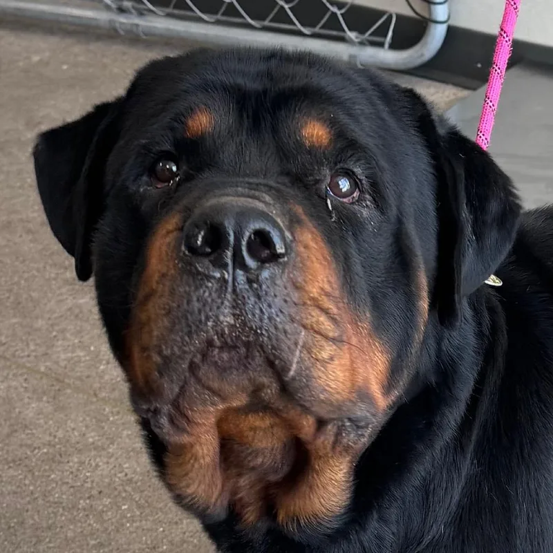 An adult large-sized male Black Mixed Breed dog named Duke for adoption in Las Cruces, NM