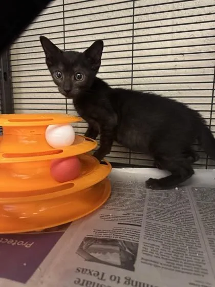 A baby small-sized male Domestic Short Hair cat named Hendrix for adoption in Vero Beach, FL