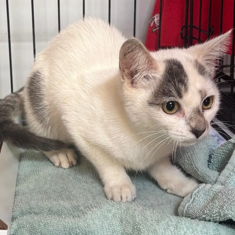 A baby small-sized female Domestic Short Hair cat named Jenna for adoption in Allentown, PA
