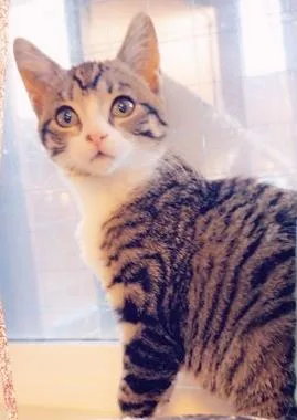 A baby medium-sized female Tabby (Gray / Blue / Silver) Domestic Short Hair cat named Sweetpea J for adoption in North Highlands, CA