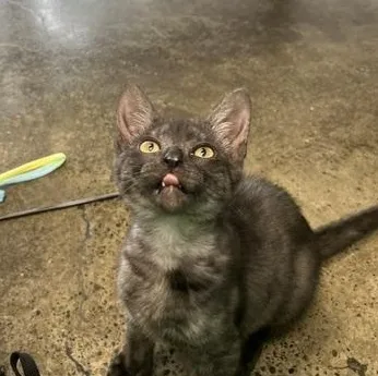 A baby medium-sized female Smoke Domestic Short Hair cat named Turtle for adoption in Portland, OR