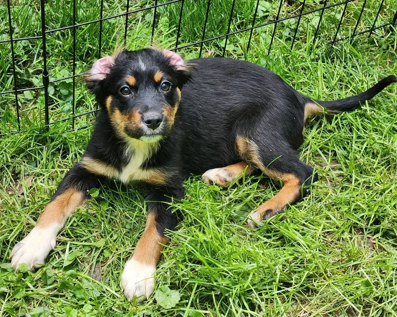A baby medium-sized female Tricolor (Brown, Black, & White) Australian Shepherd dog named Delta for adoption in New Albany, OH