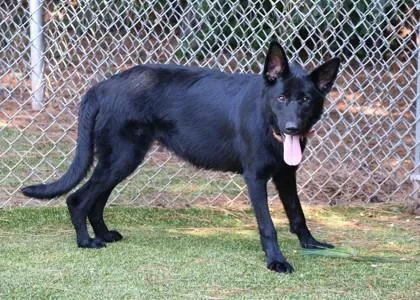 A young large-sized female Mixed Breed dog named Belle for adoption in Athens, GA