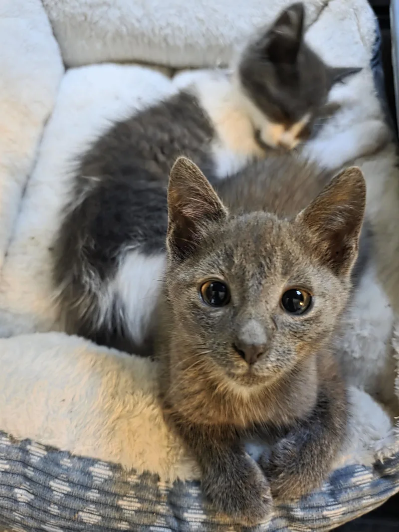 A young medium-sized female Gray / Blue / Silver Domestic Short Hair cat named C Litter Stormie for adoption in Livonia, MI
