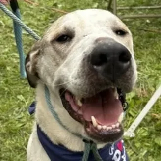 An adult medium-sized male White / Cream Pointer dog named Vixen for adoption in Pleasant Valley, NY