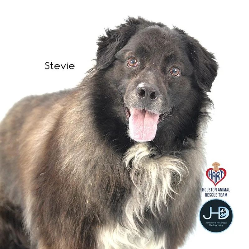 An adult large-sized female Australian Shepherd dog named Stevie for adoption in Hockley, TX