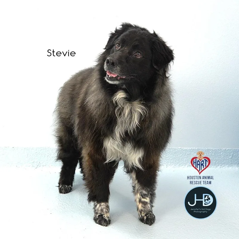 Stevie thumbnail 2
